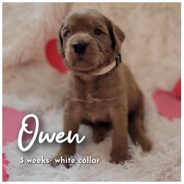 Goldendoodle Puppies from Stacy Warwick