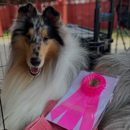 Merlin - Collie