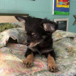 BonBon - Black and tan male Chihuahua puppy in Monterey, Virginia from Blue Grass Valley Chihuahuas