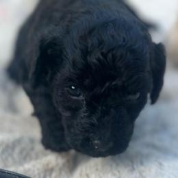 Tinker Bell - Black female Havapoo puppy in Aurora, Colorado from Miroslava's Puppies