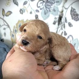 Sugar Mini Poodle Raised in Home - Cream female Poodle puppy in Falcon, Missouri from Cedar House Heritage Poodles | AKC Toy & Miniature Poodle Puppies Raised in Home
