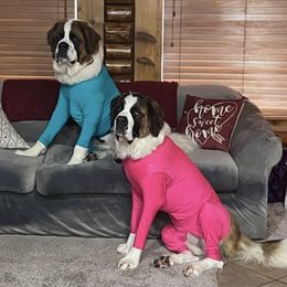 Pomeranians and Saint Bernards from Rashell's Puppies