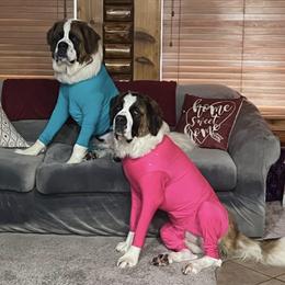 Pomeranians and Saint Bernards from Rashell's Puppies