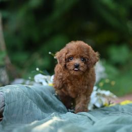 Melman - Red male Cavapoo puppy in Deming, Washington from Heavenly Puppies to Love
