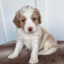 Red Boy - Merle male Bernedoodle puppy in Lacey’s Spring, Alabama from Daisy's Doodles