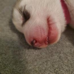 Siberian Husky Puppies from Naturez Siberians