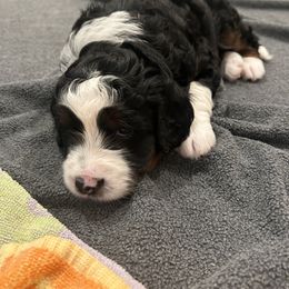 Bernedoodle Puppies from Palmetto Bernedoodles Boutique
