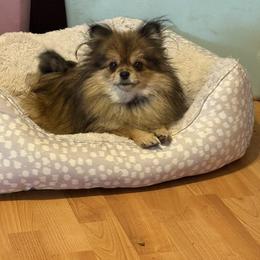 Peach - Pomeranian
