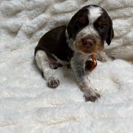 Orange girl - Tri-Roan female English Springer Spaniel puppy in Fairfield, California from Goldridge Springers