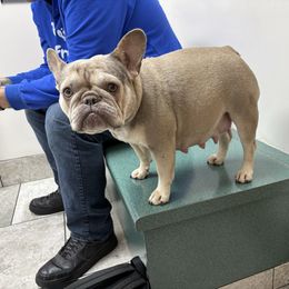 French Bulldog puppies from Top Billin' Frenchies