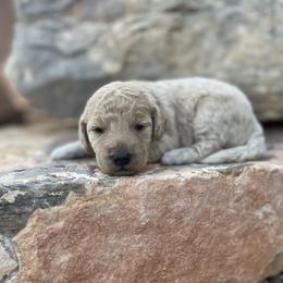 Rue - Parti female Labradoodle puppy in Murray, Utah from Swann's Kennels