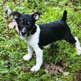 Todd - White and black male Teddy Roosevelt Terrier puppy in Cumming, Georgia from Barnett’s Rambling Terriers