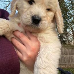 Goldendoodles from Heart of Michigan Goldendoodles