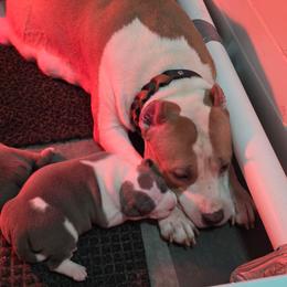 Girl 2 - Blue female American Staffordshire Terrier puppy in Lawrenceville, Georgia from Celtic Amstaffs