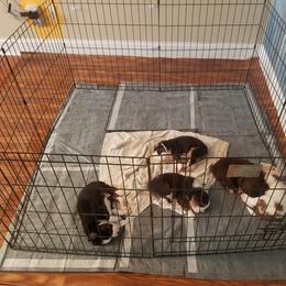 Australian Shepherd Puppies from Covenant View Farm Australian Shepherds