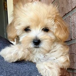 Maltese, Maltipoo, and Poodle Puppies from Healing Pawz LLC