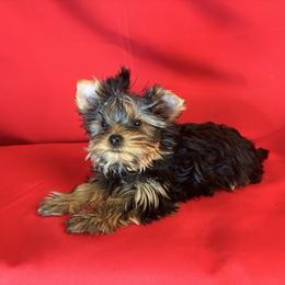 NS girl - Blue and gold female Yorkshire Terrier puppy in Alburnett, Iowa from Hobbs Shire Yorkies