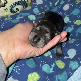 Female - Salt and pepper female Miniature Schnauzer puppy in Kansas City, Kansas from Liliana's Mini Schnauzers