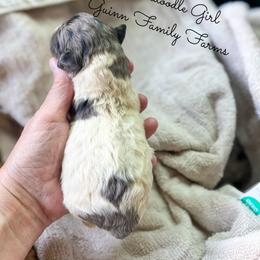 Luna - Merle female Labradoodle puppy in Grove, Oklahoma from Guinn Family Farms