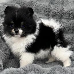 Tri-Becca - Black and tan parti female Pomeranian puppy in Wagner, South Dakota from Lisas Pomeranians