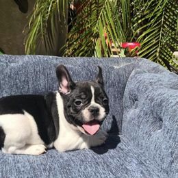 Boston Terriers from Irish Hills Farms llc