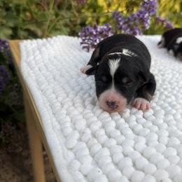Sirena - Black tri female Miniature Australian Shepherd puppy in Valley Center, California from DLT MiniAussie