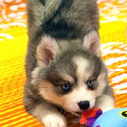 Speedo - Black and white male Pomsky puppy in Centerville, Iowa from LJ Kennels Pomskies, LLC