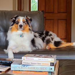 Dart - Australian Shepherd
