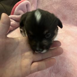 Pembroke Welsh Corgi Puppies from Simply loved corgis