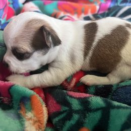 Mango - Sable spotted white male Chihuahua puppy in Palmyra, Indiana from Dog Bones N Harmony