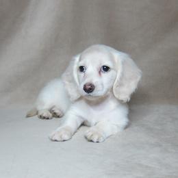 Halo - Cream female Dachshund puppy in Pana, Illinois from Doxie Waggin Tails