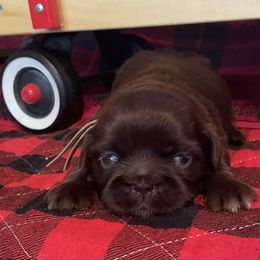 Harlow (Mercy-Beige) - Chocolate female Shih Tzu puppy in Clarksburg, West Virginia from Pilgrim Shih tzu