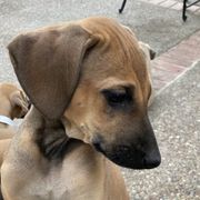 Sloughi Puppies from Almaboubin Sloughis