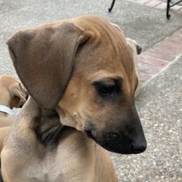 Sloughi Puppies from Almaboubin Sloughis
