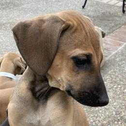 Sloughi Puppies from Almaboubin Sloughis