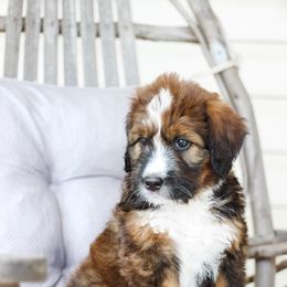 Honey - Sable female Bernedoodle puppy in Delta, Pennsylvania from KEE Bernedoodles