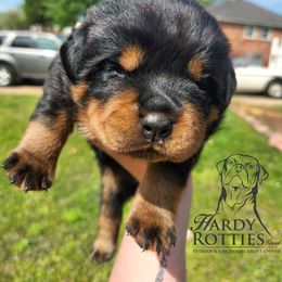Rottweiler Puppies from Hardy Rotties