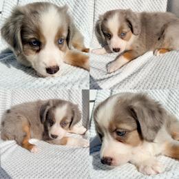 Minimal blue Merle male - Blue merle male Miniature Australian Shepherd puppy in Brooker, Florida from Honey, I Shrunk the Aussies