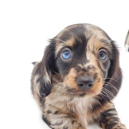 Dachshund Puppies from AKDachshunds