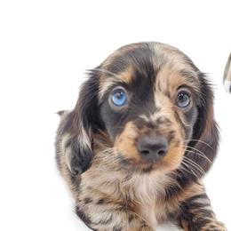 Dachshund Puppies from AKDachshunds