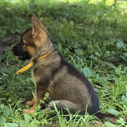 Orange Collar - Sable female German Shepherd puppy in Commerce, Georgia from Adams K9
