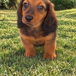 Otis - Red male Dachshund puppy in Farmington, Missouri from Eva Leas Pups