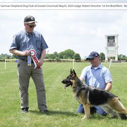 Mulan - German Shepherd