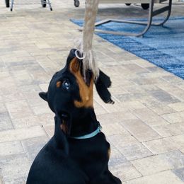 Doberman Pinscher Puppies from TeatreeDoberman