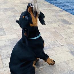 Doberman Pinscher Puppies from TeatreeDoberman