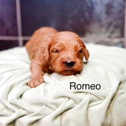 Romeo - Red  male Goldendoodle puppy in Pasco, Washington from Camp Doodle Woods
