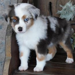 Boy 1 - Blue merle male Miniature Australian Shepherd puppy in Lawton, Oklahoma from Lindsey’s Aussies