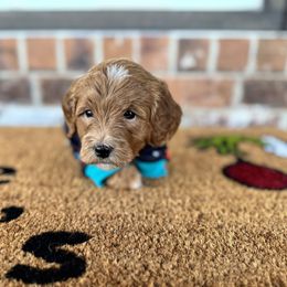 Goldendoodle Puppies from Duck River Goldendoodles