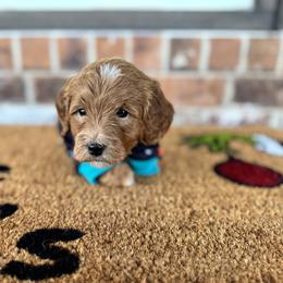 Goldendoodle Puppies from Duck River Goldendoodles