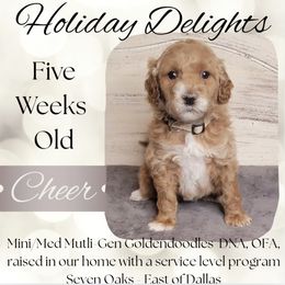 Cheer - Apricot female Goldendoodle puppy in Scurry, Texas from 07 Seven Oaks Goldens and Doodles